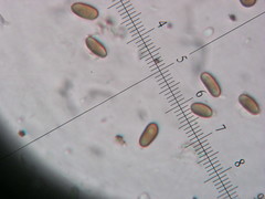 Hypoxylon cohaerens microsporum