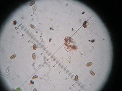Hypoxylon cohaerens microsporum