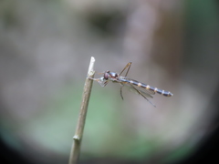 Mesoleptogaster