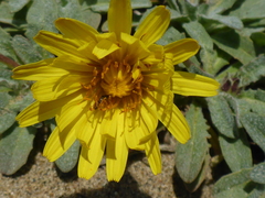Agoseris apargioides
