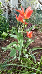 Tulipa