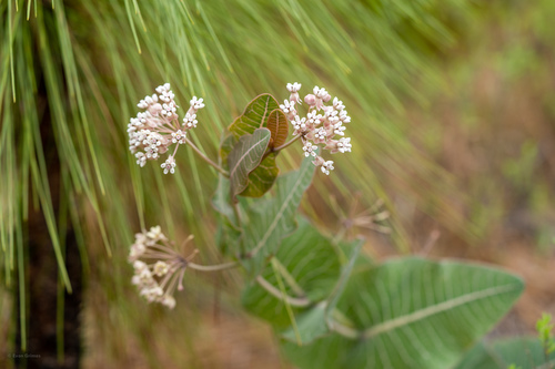 Asclepias humistrata