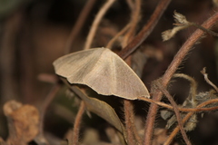 Sabulodes