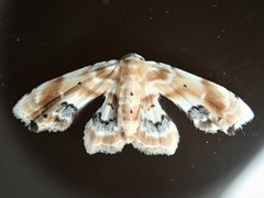 Holocryptis phasianura