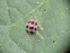 Epilachna confusa