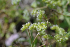 Valerianella turgida