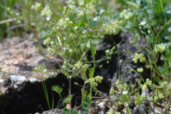 Valerianella turgida