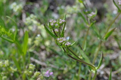 Valerianella turgida