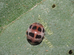 Epilachna confusa