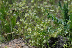 Valerianella turgida