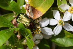 Cetonia aurata