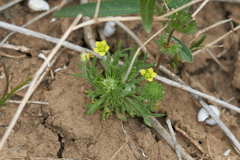 Ceratocephala