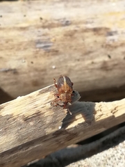Lignyodes enucleator