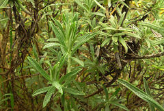 Helichrysum splendidum
