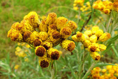 Helichrysum splendidum