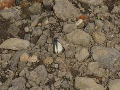 Lepidoptera