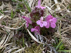 Pedicularis sylvatica
