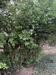 Griselinia littoralis