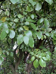 Griselinia littoralis
