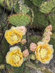 Opuntia strigil