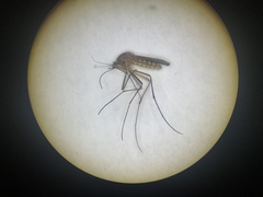 Culiseta melanura