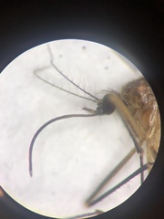 Culiseta melanura