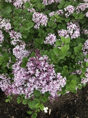 Syringa meyeri