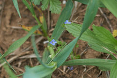 Veronica arvensis