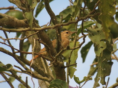 Furnarius rufus