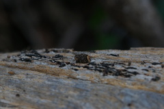Exithius loculiferus