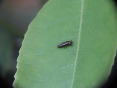 Endelus collaris kerremansi