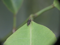 Endelus collaris kerremansi