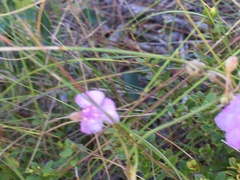 Callisia ornata