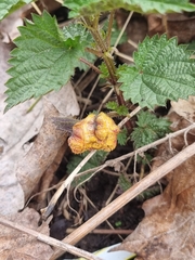 Puccinia caricina