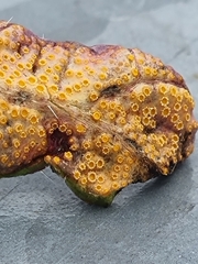 Puccinia caricina