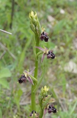 Ophrys aghemanii