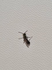 Neocorynura