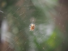 Araneus angulatus