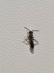 Neocorynura