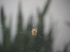 Araneus angulatus
