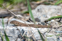 Lacerta agilis