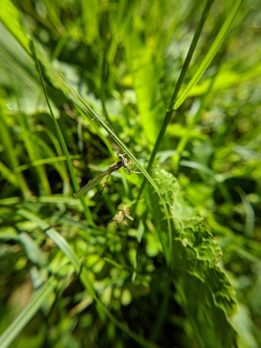 šidielko ploskonohé (Platycnemis pennipes)