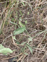 Vincetoxicum chinense