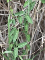 Vincetoxicum chinense