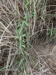 Vincetoxicum chinense