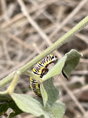 Vincetoxicum chinense