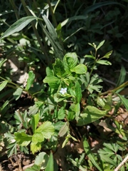 Memoremea scorpioides