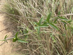 Solena amplexicaulis