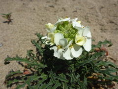 Erysimum concinnum
