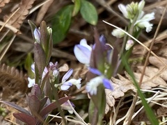 Polygala serpyllifolia
